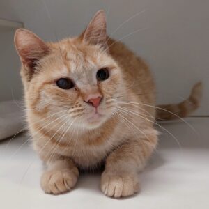 Goosey - shy girl ready to blossom