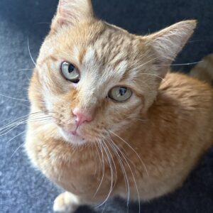 Eli - your loyal little shadow