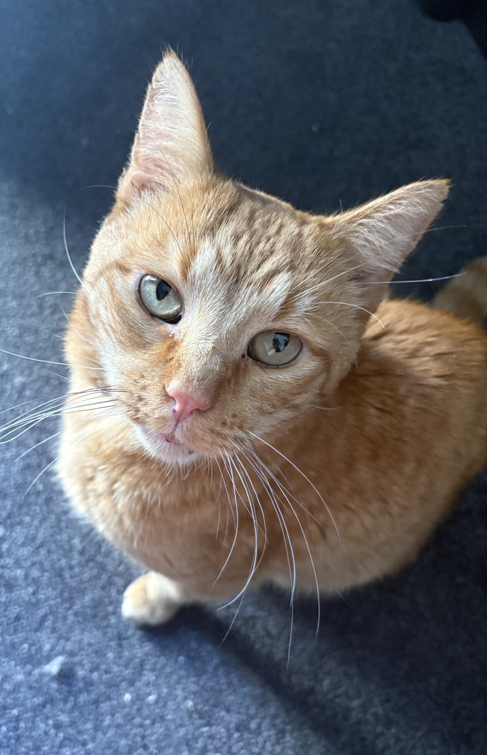 Eli - your loyal little shadow