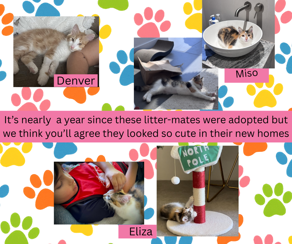 Happy tails -each littermate has a home!