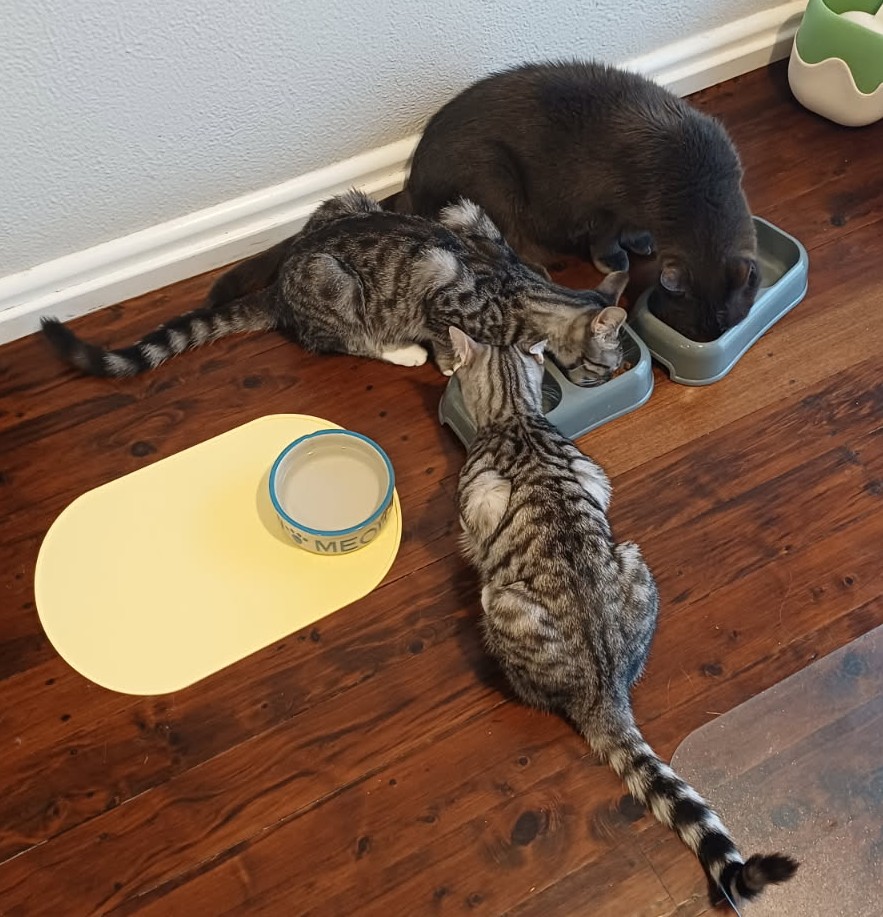 Happy tails – Peter & Brock – and that makes 3!