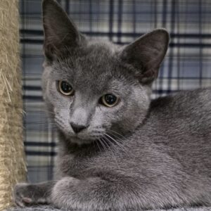 Grayson - brave little boy