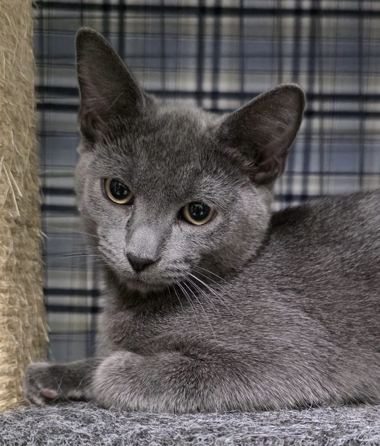 Grayson - brave little boy