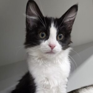 Paulina - fluffy black and white kitten