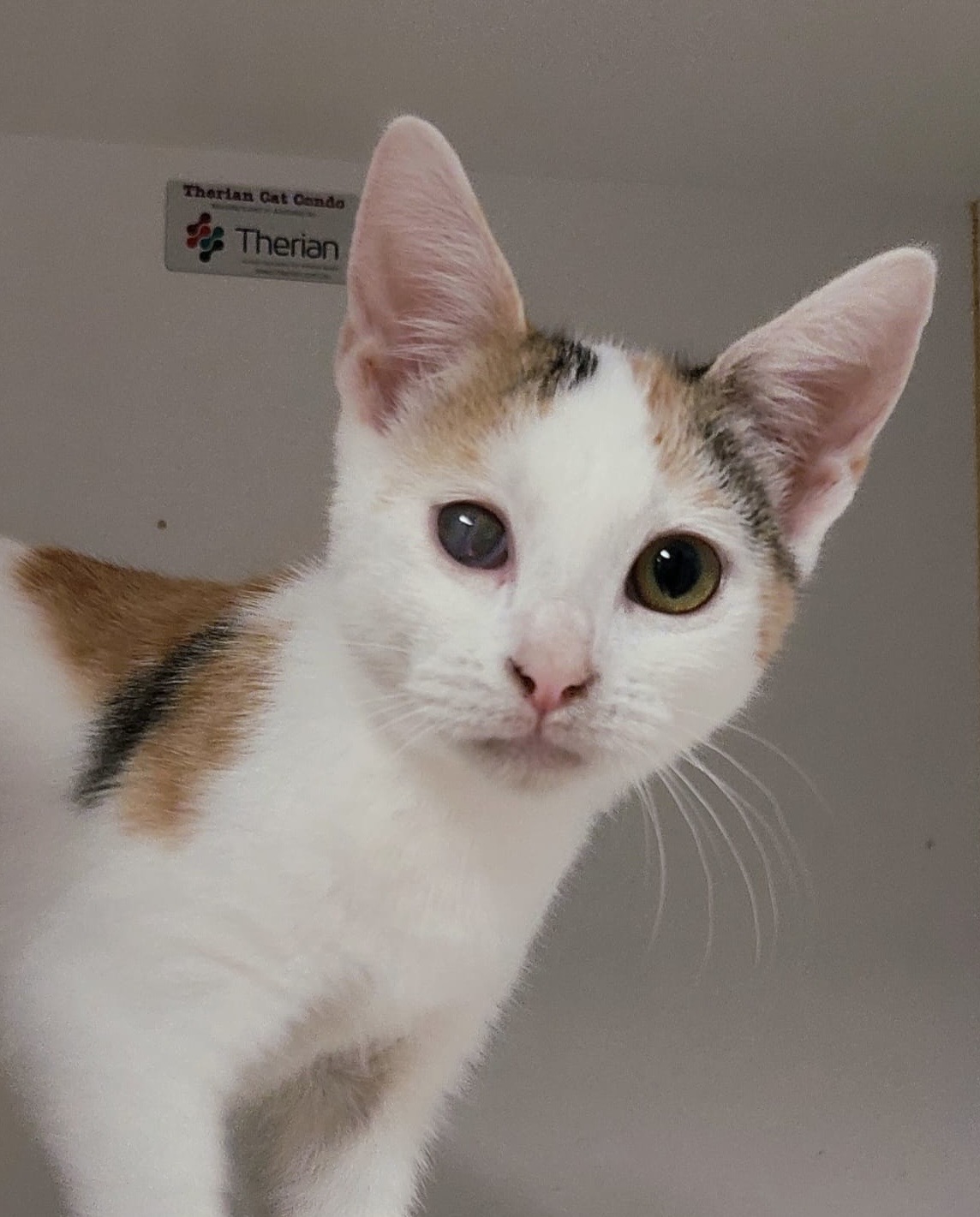 Lina - gentle, sweet and full of love - Image 4