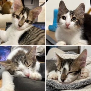 Ben and Jerry - twice the purrs, twice the fun