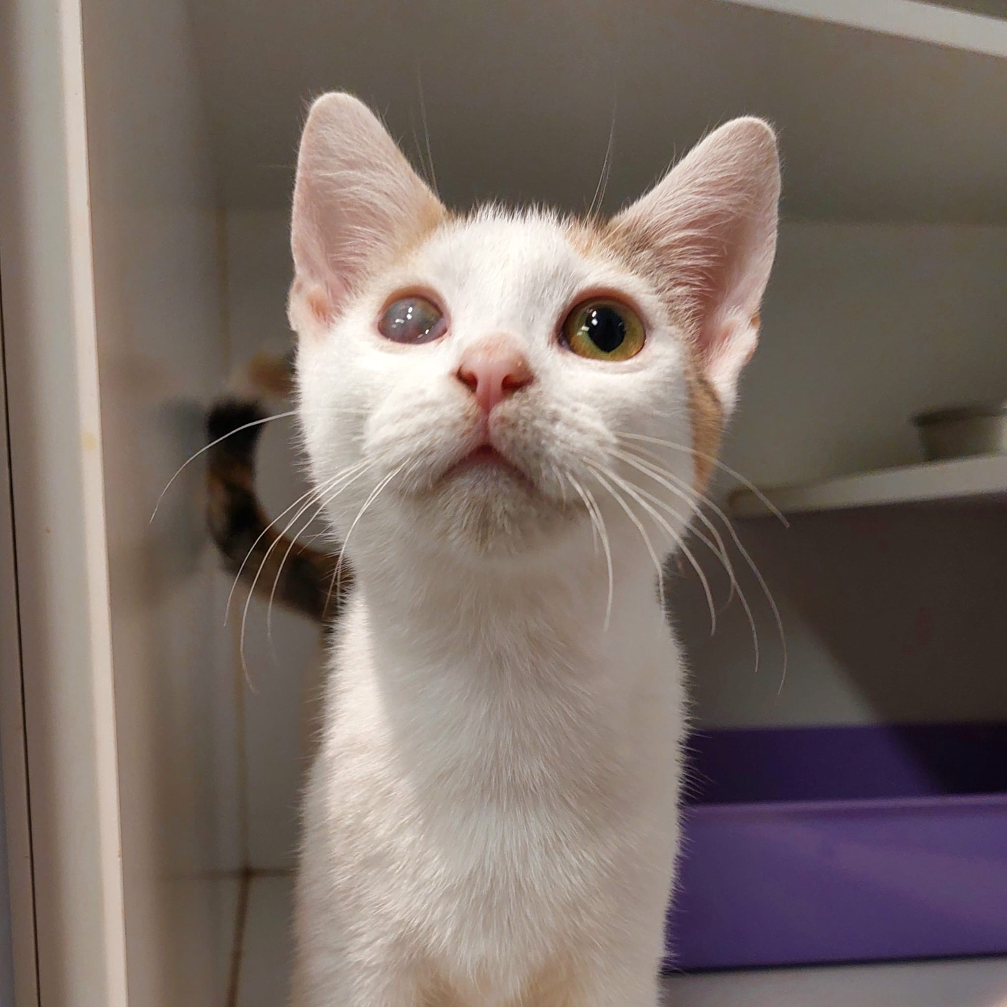 Lina - gentle, sweet and full of love - Image 2