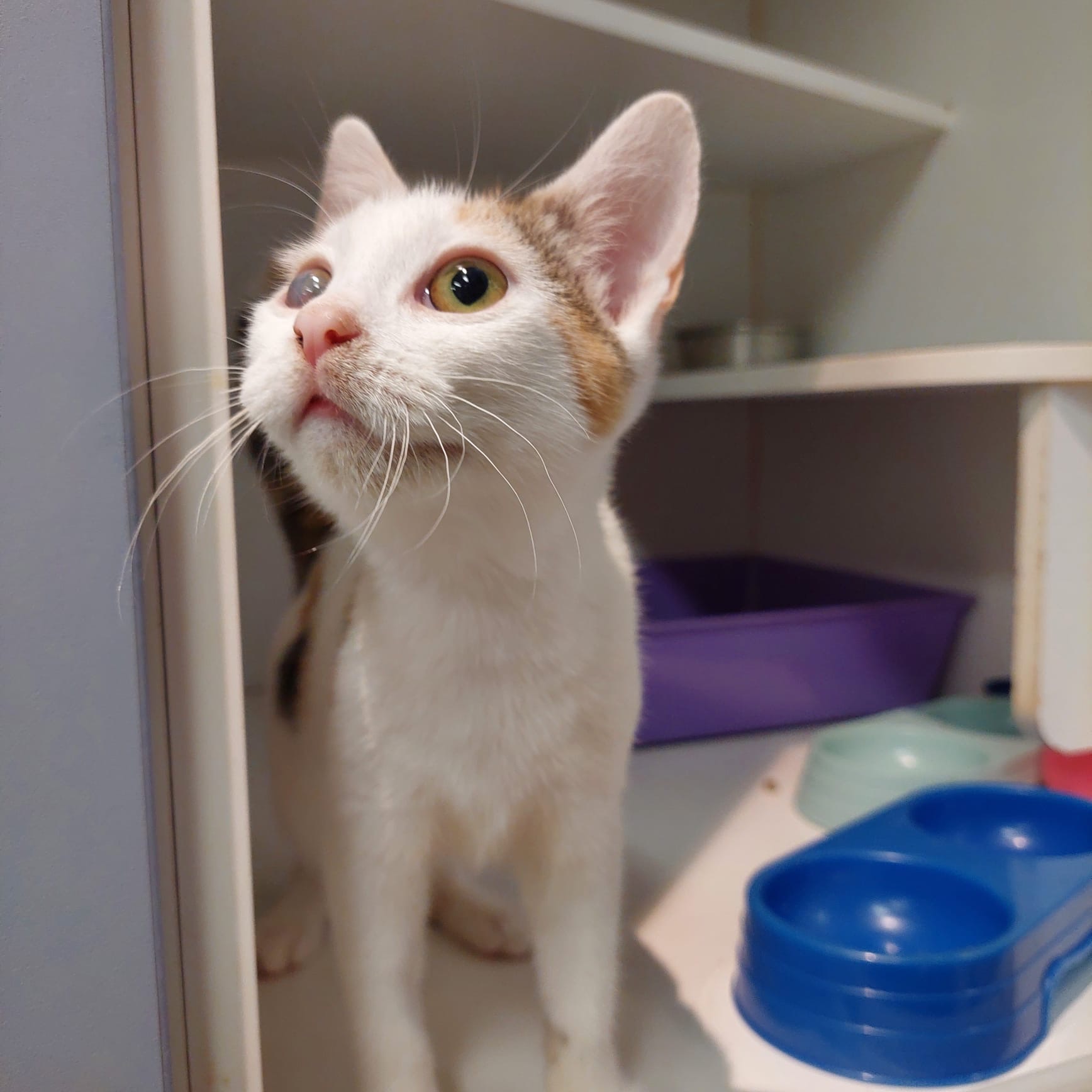 Lina - gentle, sweet and full of love - Image 3