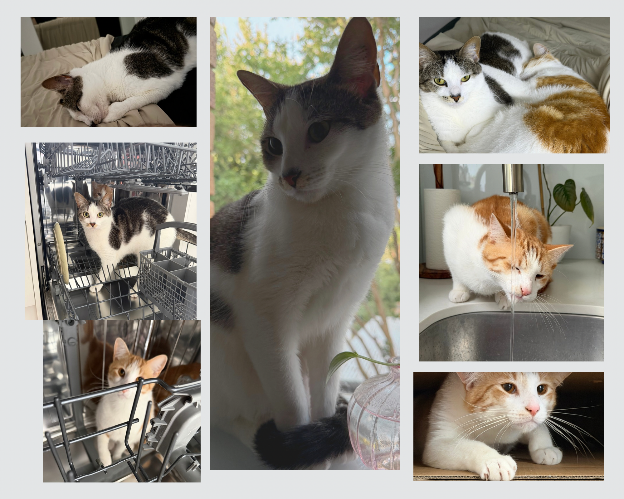 ๐๐๐ฉ๐ฉ๐ฒ ๐๐๐ข๐ฅ๐ฌ – ๐๐ข๐ฅ๐ฅ๐ข๐ (F) & ๐๐ข๐ฌ๐๐ฎ๐ข๐ญ (M) โ ๐ฌ๐๐ฆ๐ ๐ฌ๐๐ฆ๐ ๐๐ฎ๐ญ ๐๐ข๐๐๐๐ซ๐๐ง๐ญ…