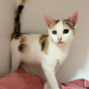 Lina - gentle, sweet and full of love