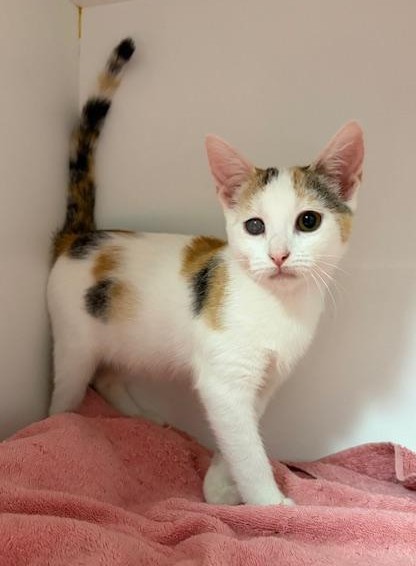 Lina - gentle, sweet and full of love