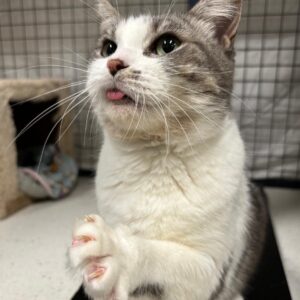 Mimi - ultimate smoochy companion