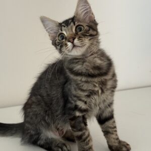 Crumpet - sweet little tabby companion