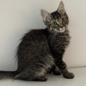 Waffle - tiny ball of fluff and cuddles