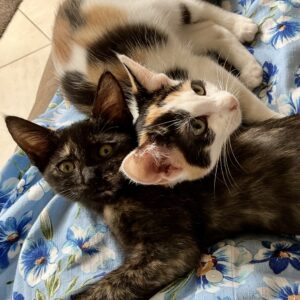 Noodles and Rose - fun loving lap kittens