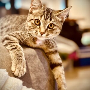 Lucky - playful lap kitten