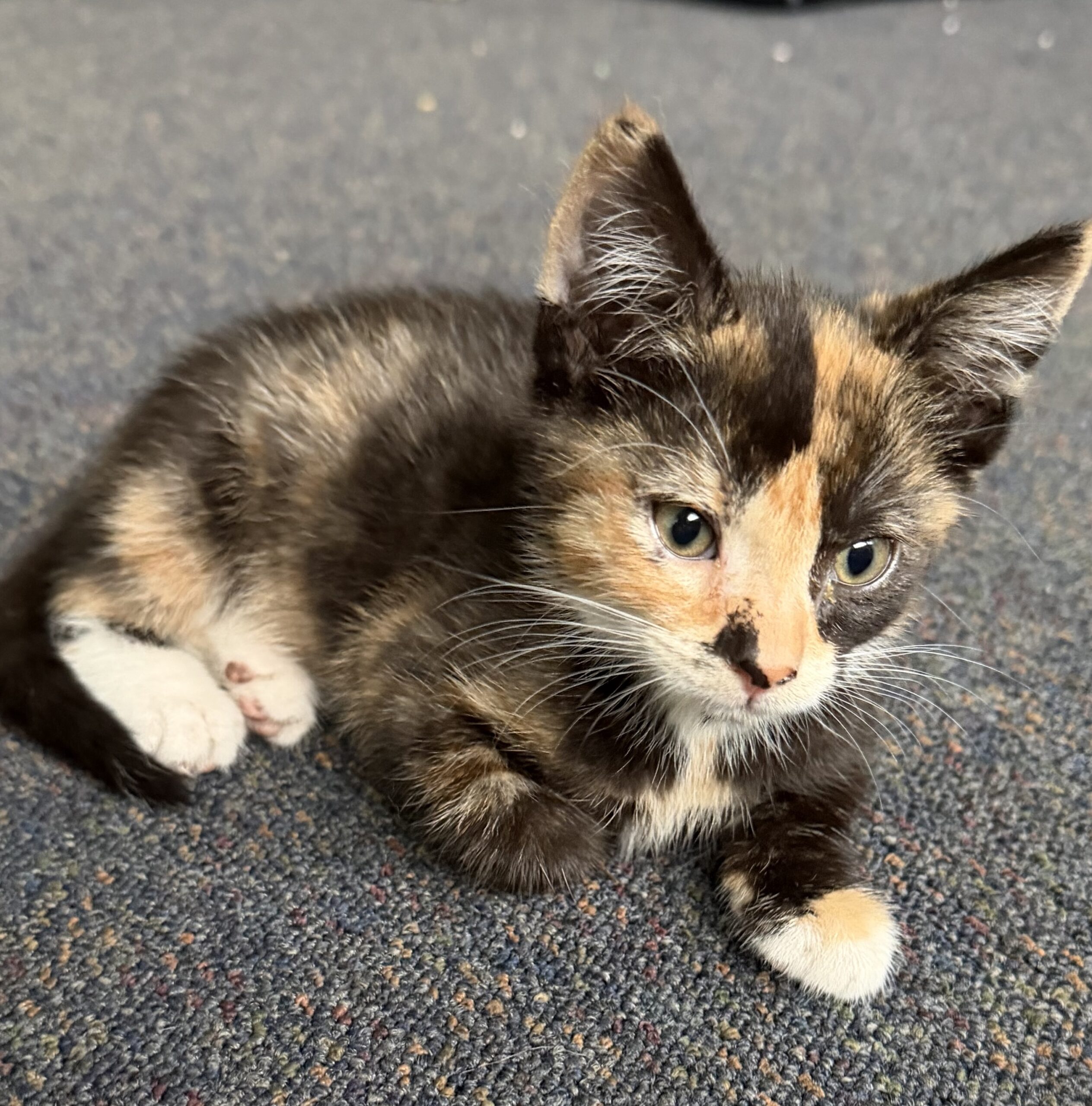 Octavia - sweet, playful and ready to shine - Image 2