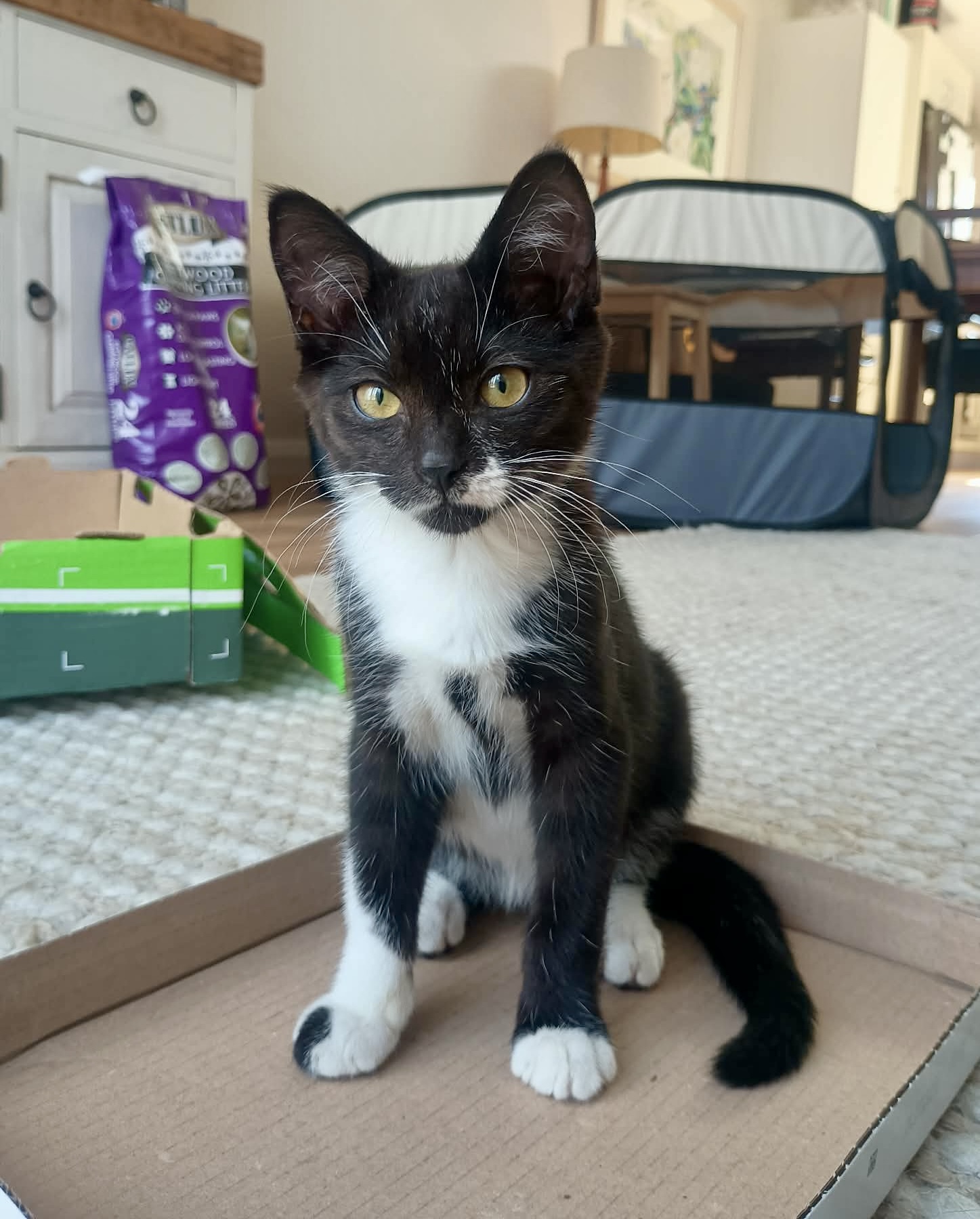 Eric - A Brave and Playful Little Charmer 🐾 - Image 2