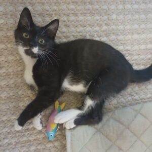 Eric - A Brave and Playful Little Charmer 🐾