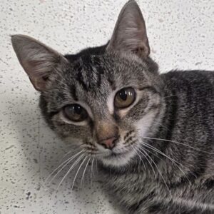 From Valentino to Valentina – A Story of Love and Second Chances