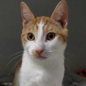 Harlow - affectionate kitten with a big purr