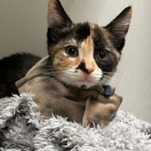 Octavia - sweet, playful and ready to shine