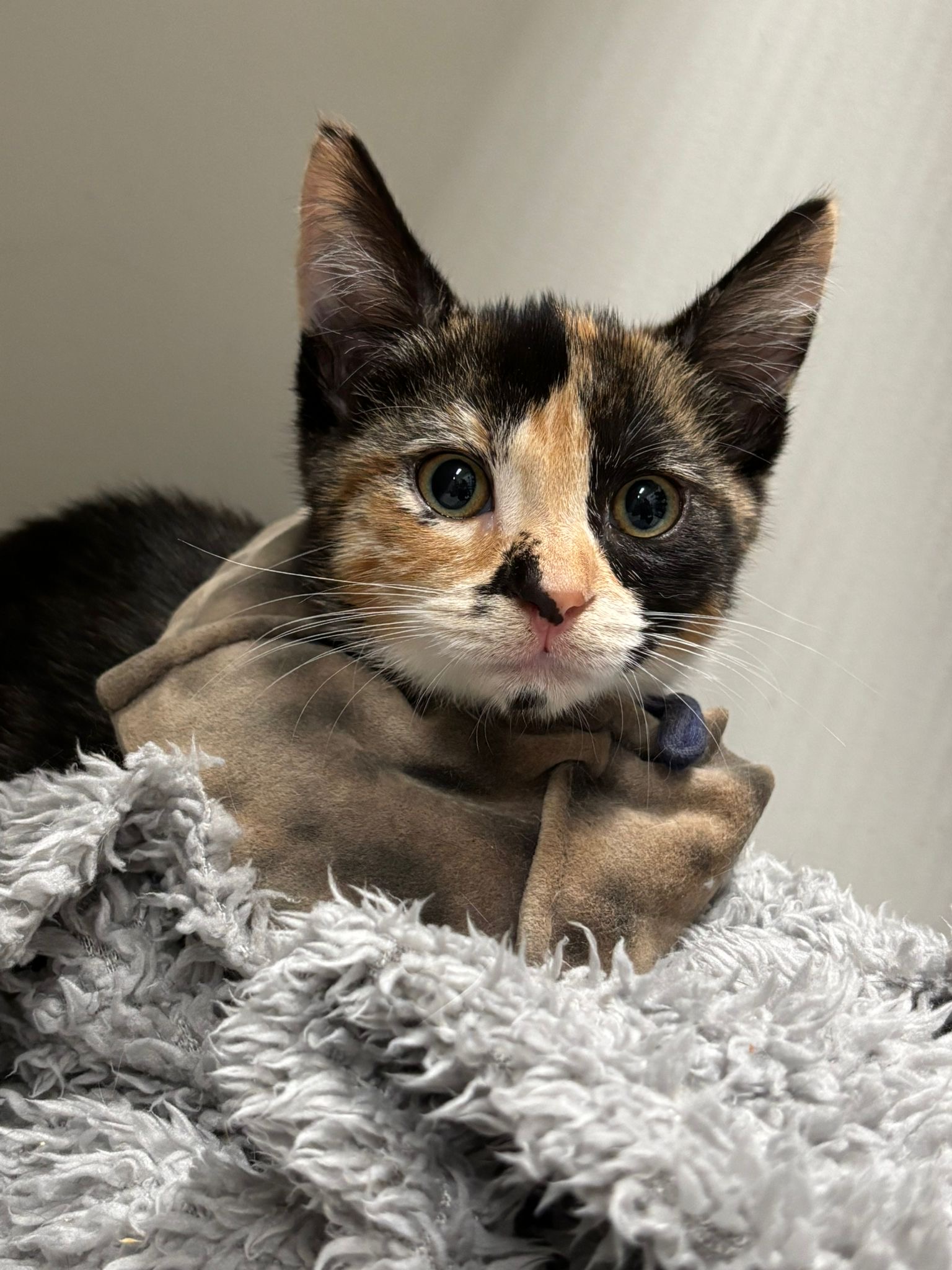 Octavia - sweet, playful and ready to shine