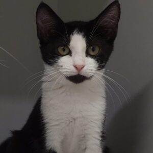 Tsuki - playful and affectionate kitten