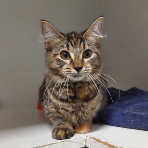 Koi - gentle soul ready to bloom