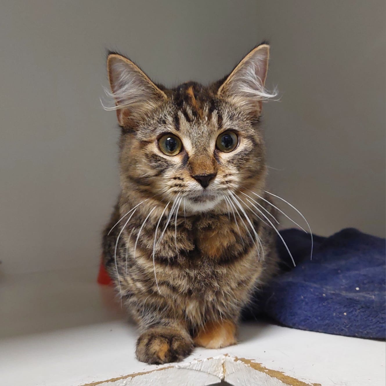 Koi - gentle soul ready to bloom