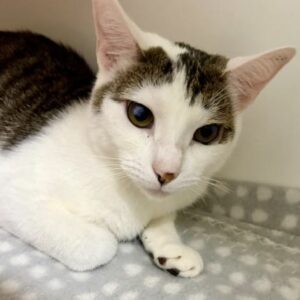 Rory - a sweet soul ready to shine