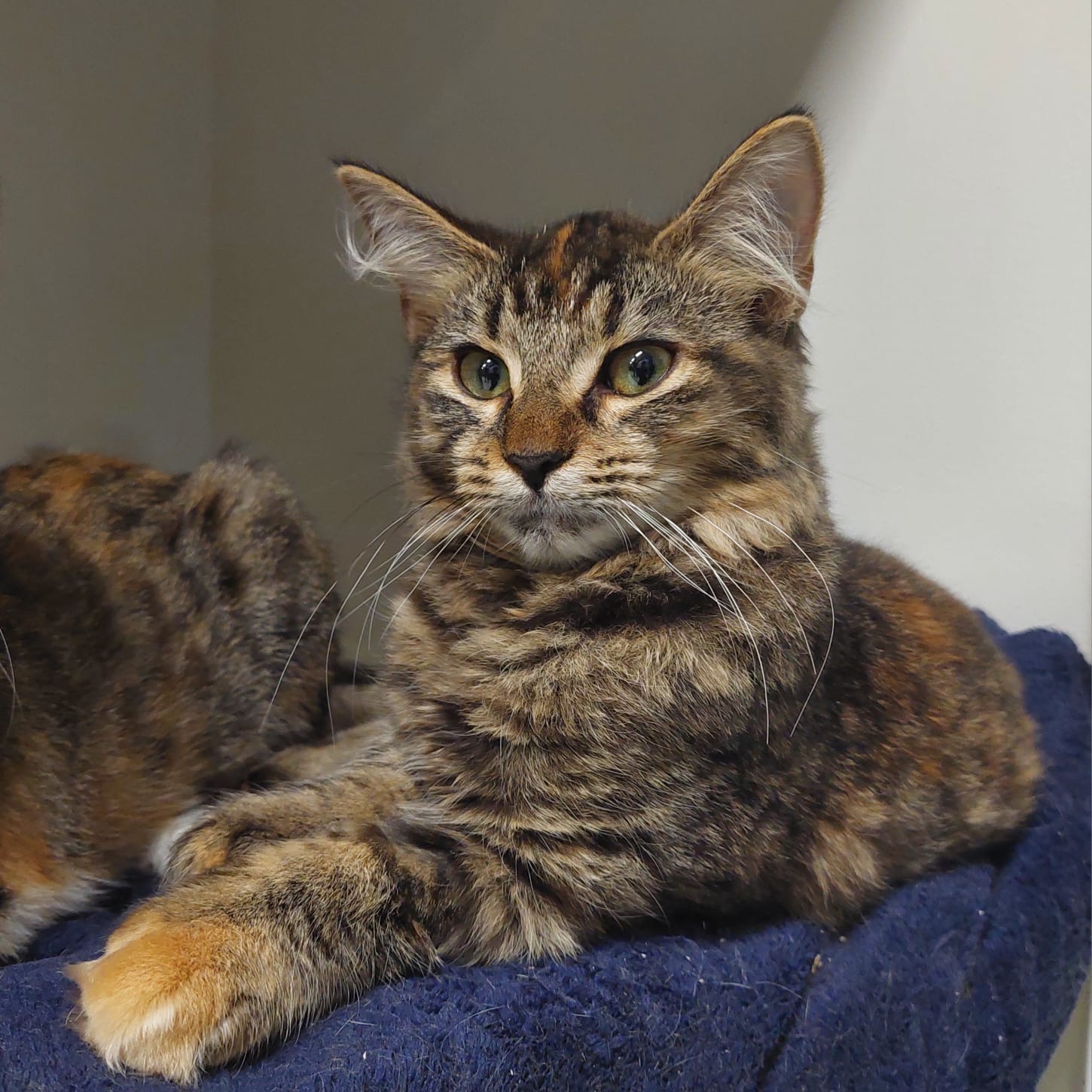 Koi - gentle soul ready to bloom - Image 2