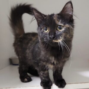 Sumi - sweet, fluffy and full of love