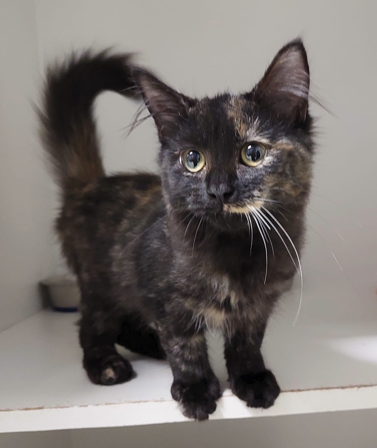 Sumi - sweet, fluffy and full of love