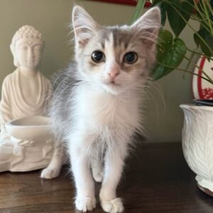 Pebbles - little lap kitten with a big personality