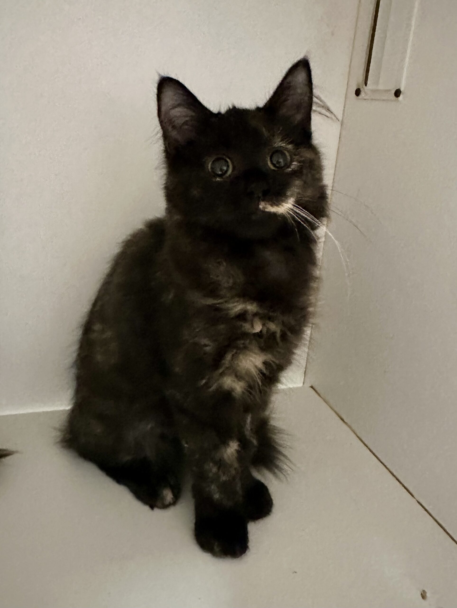 Sumi - sweet, fluffy and full of love - Image 2