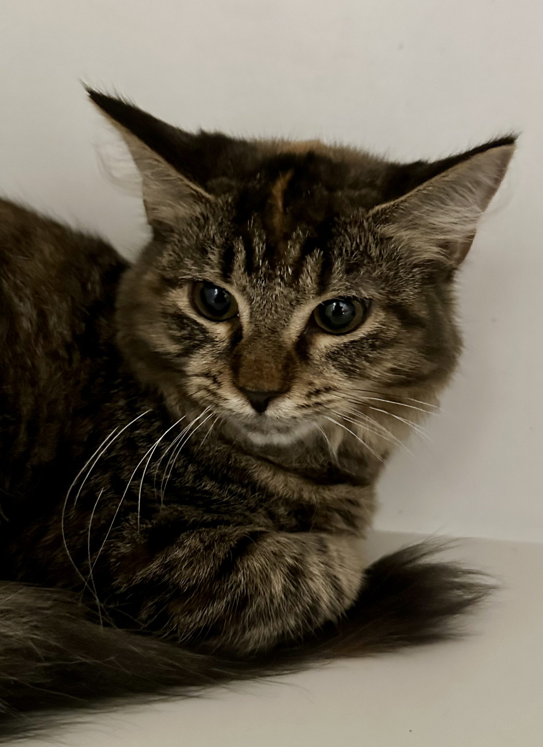 Koi - gentle soul ready to bloom - Image 3