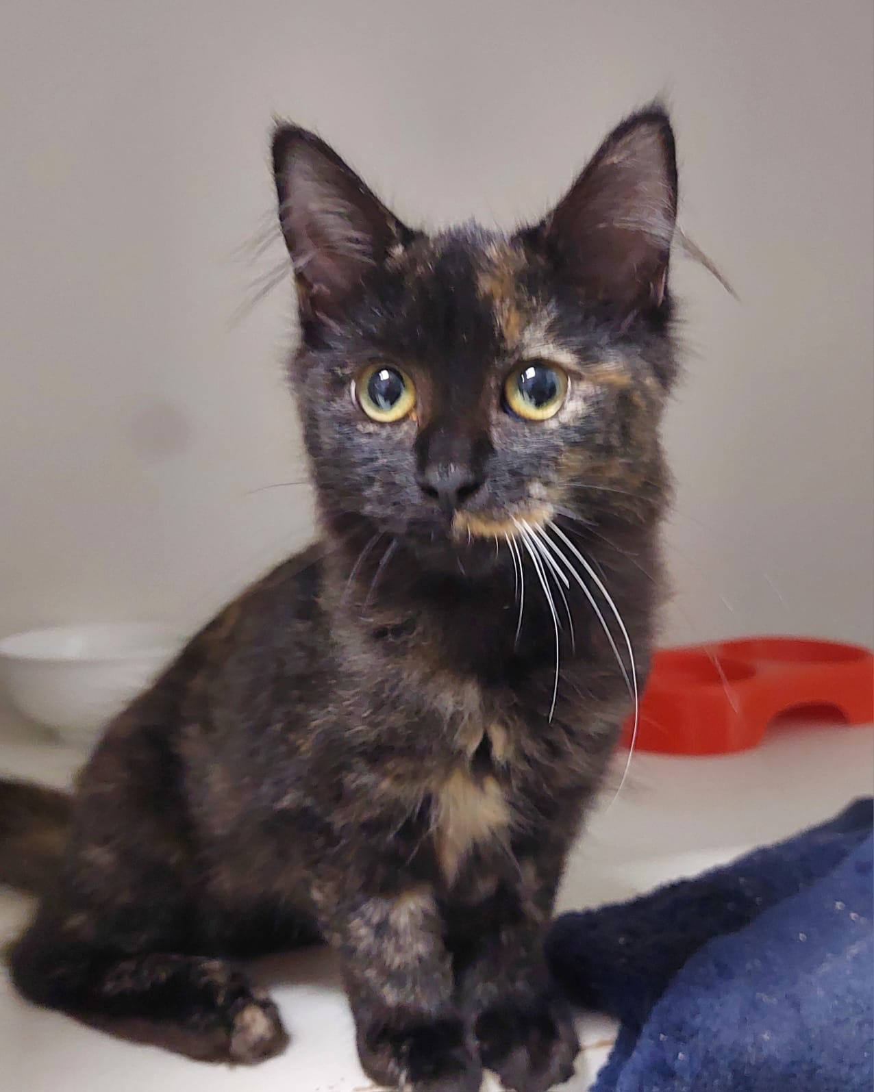 Sumi - sweet, fluffy and full of love - Image 3