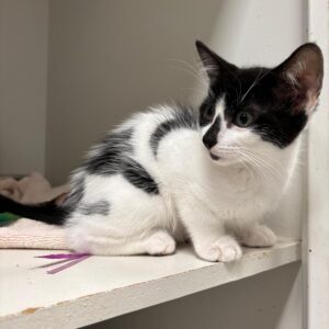 Bruce - tiny bundle of fun