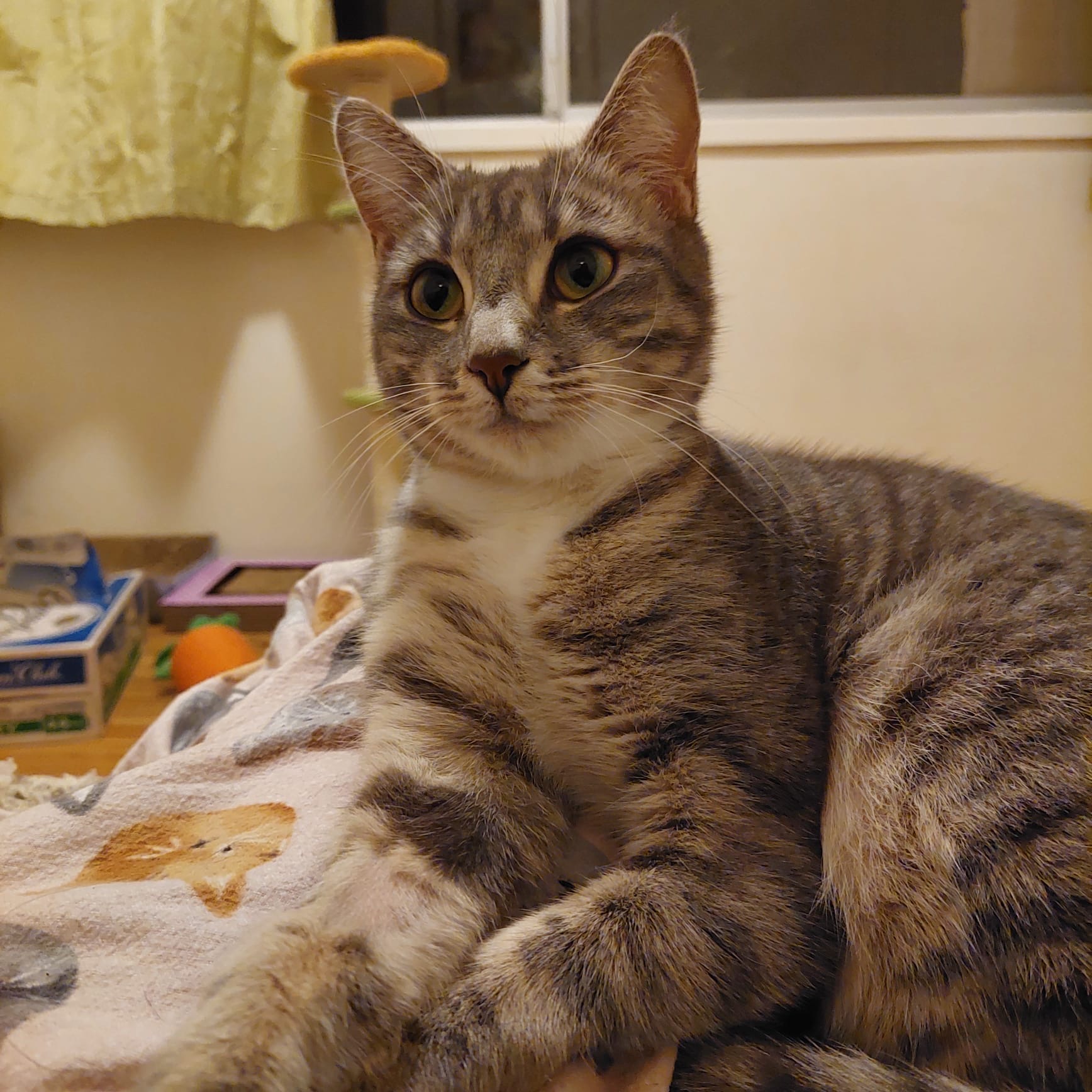Bubbles - gentle lap cat - Image 2
