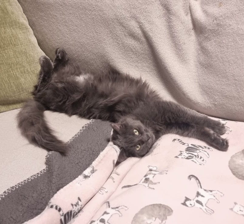 Luna - the shy little sweetheart learning to trust - Image 3
