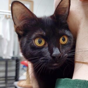 Australis - playful, curious and full of love