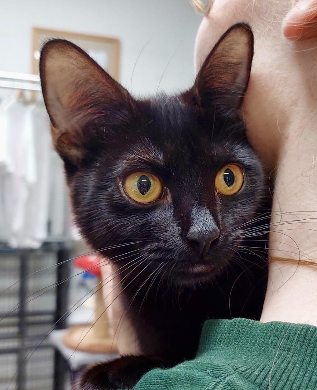 Australis - playful, curious and full of love