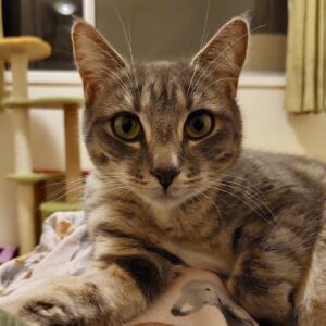 Bubbles - gentle lap cat