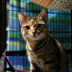 Nutmeg - friendly and independent young Mum