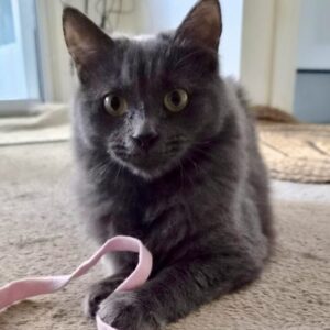 Luna - the shy little sweetheart learning to trust