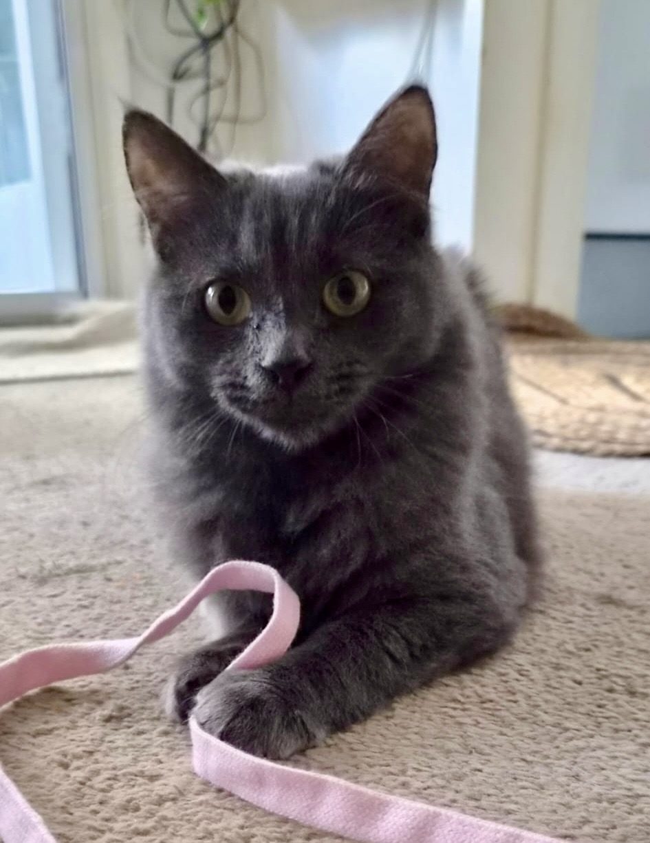 Luna - the shy little sweetheart learning to trust