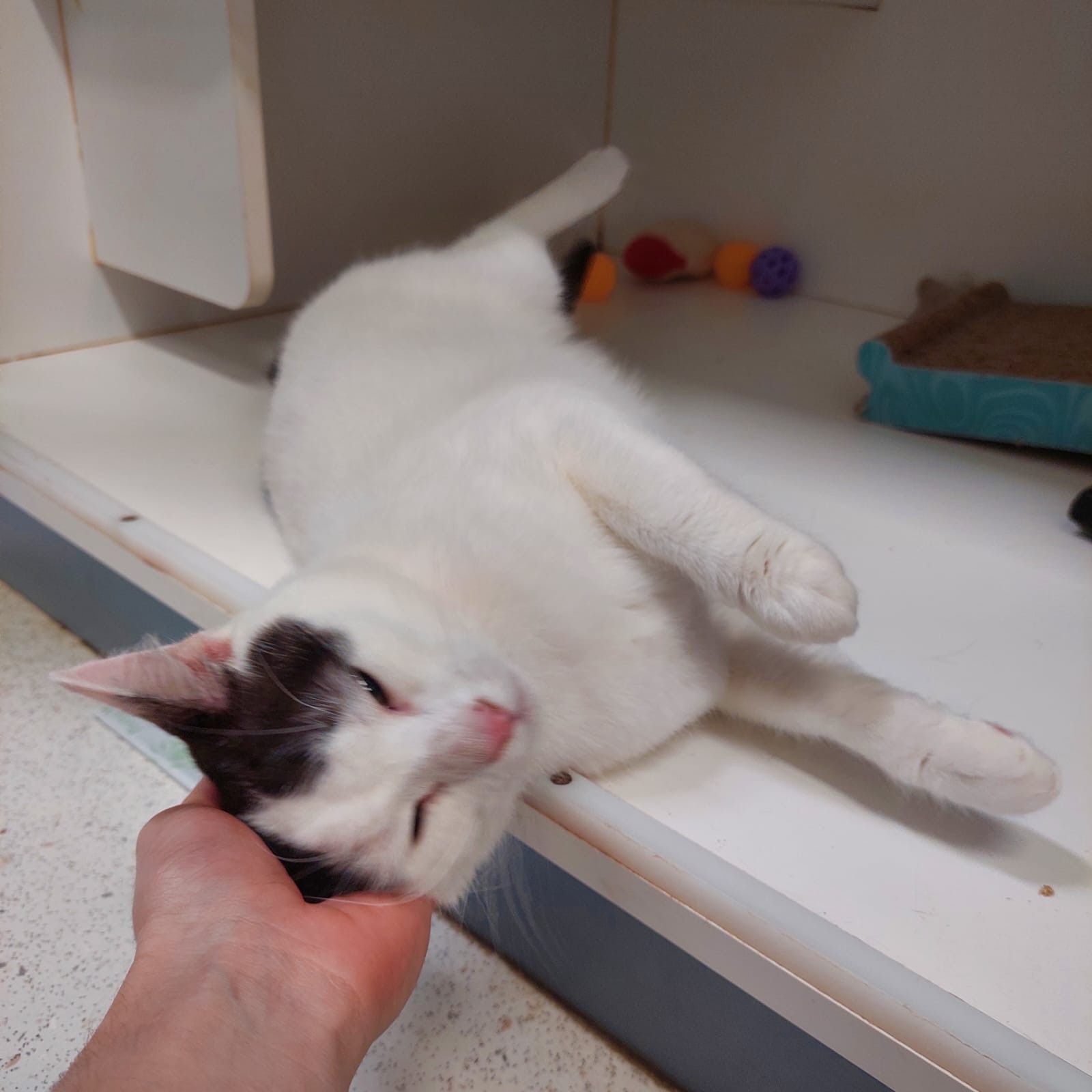 Alex - cautious at first, playful at heart - Image 5