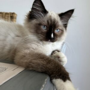 Percy - the curious little explorer