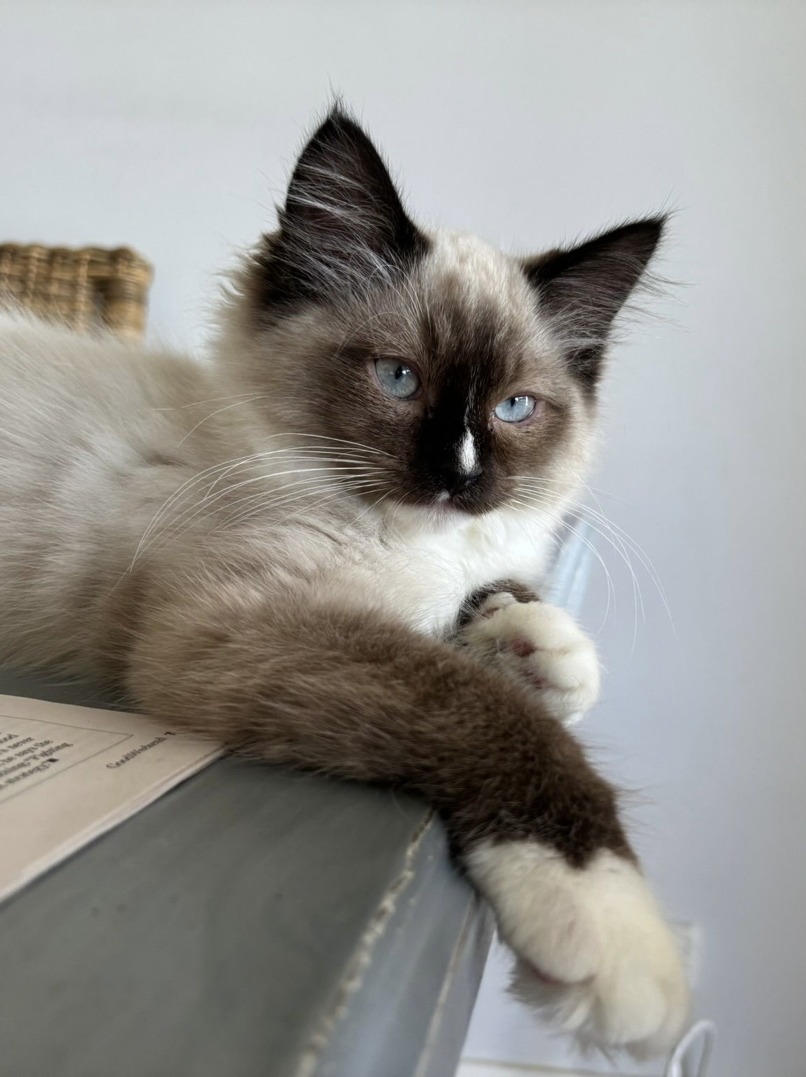 Percy - the curious little explorer